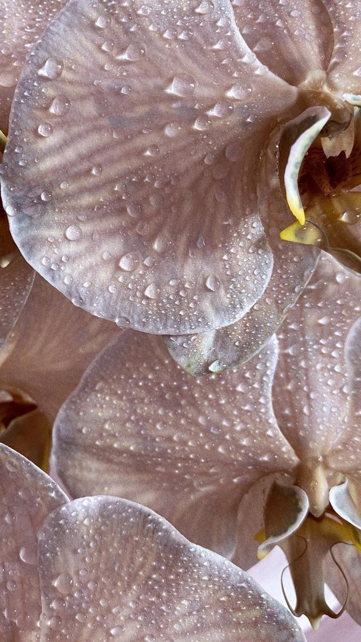 Single Flower Essences